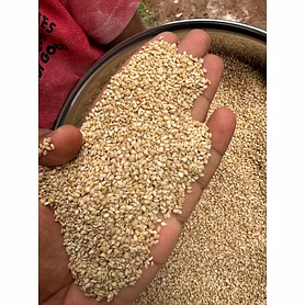 Sesame Seeds
