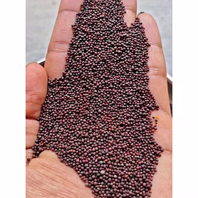 Mustard Seeds Bold