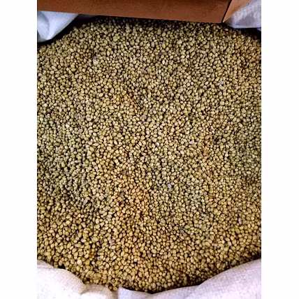 Coriander seeds-1