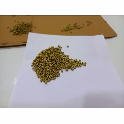 Coriander seeds-2