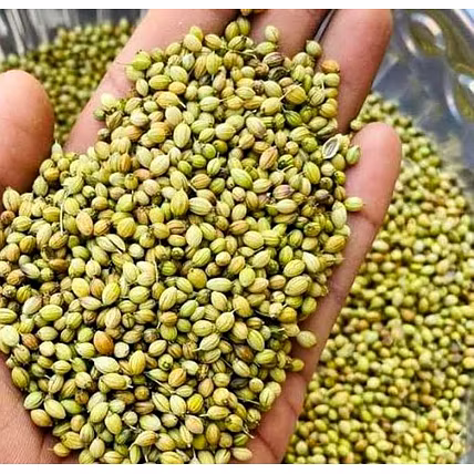 Coriander seeds-3