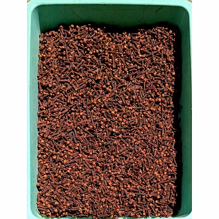Black Clove-2