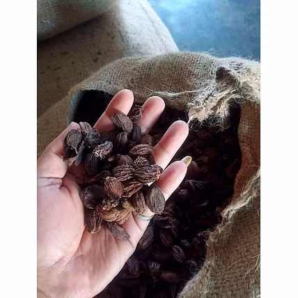 Black Cardamom-1