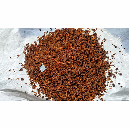 Anis Star-12716515