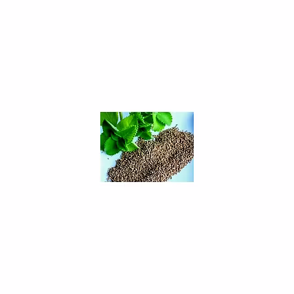 AJWAIN SEEDS-1