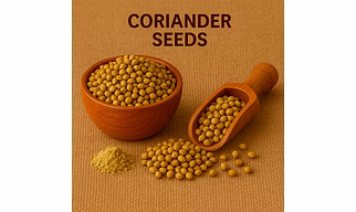 Coriander Seeds for Bulk Export – Whole Coriander Seeds for Grinding, Pickling and Spice Blends | Katke's Spices for B2B Global Buyers, Importers, and Suppliers