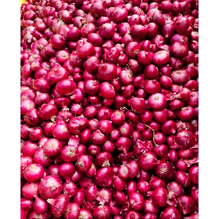 Garwa Onion-12707705