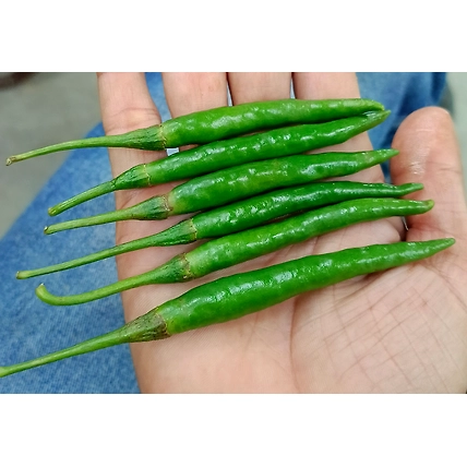 Green Chilly-3