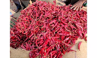 Red chilli pepper