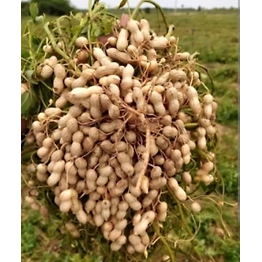 Shell groundnuts and produces