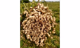 Shell groundnuts and produces