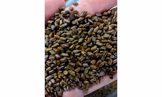 CASSIA TOREA SEED (CASSIA SEMEN)