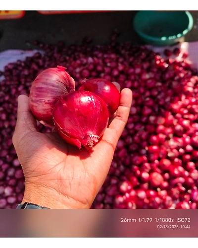 Fresh Red Onion-2