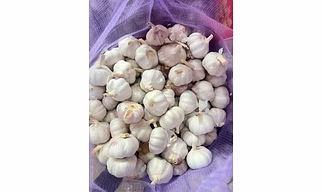 Garlic