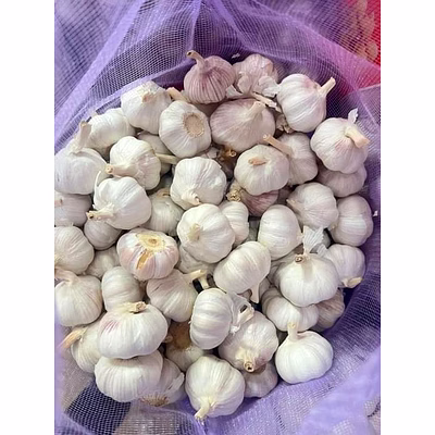 garlic
