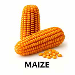 maize
