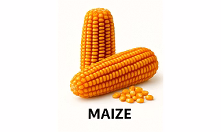 Maize