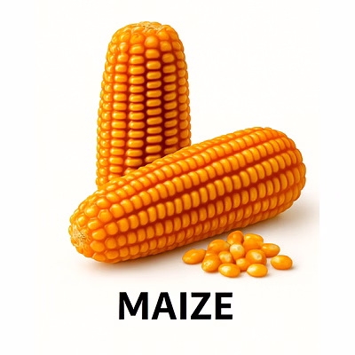 maize