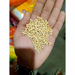 sorghum grain