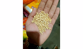 Sorghum Grain