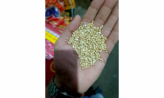 Sorghum Grain