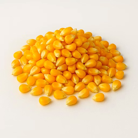 Maize