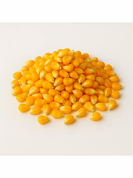 Maize for Bulk Export and Wholesale Supply | Grains and Pulses Commodity for Global Buyers