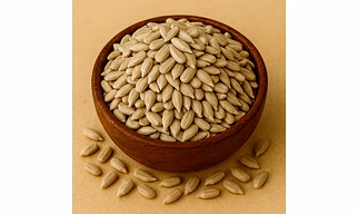 Sunflower Seeds for Bulk Export and Wholesale Supply | Oil Seeds Commodity for Global Buyers