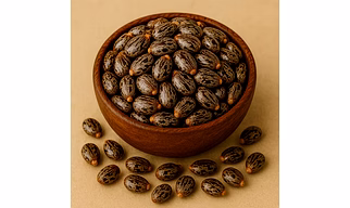 Castor Seeds for Bulk Export and Wholesale Supply | Oil Seeds Commodity for Global Buyers