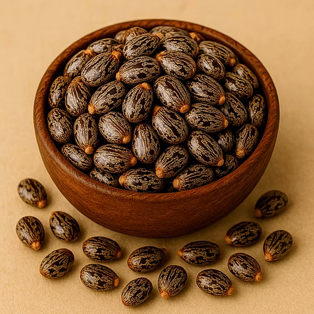 Castor Seeds
