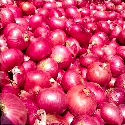 Red Onion-1