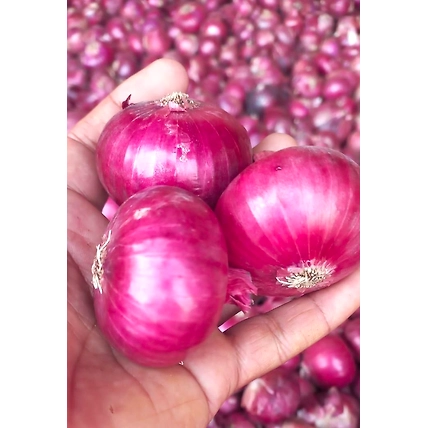 Red Onion-2