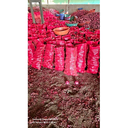 Red Onion-3