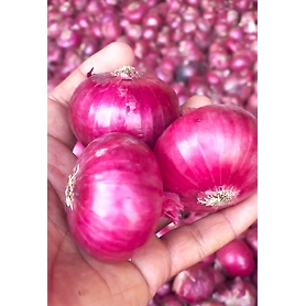 Red Onion