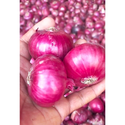 Kesula Red Onion