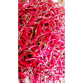 A grade Guntur Teja Chili