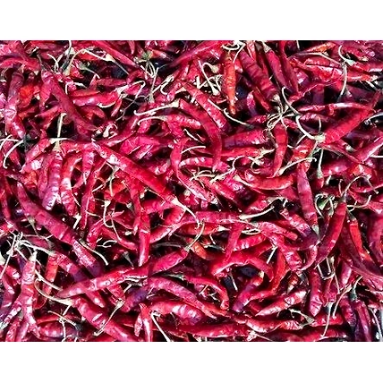 A grade Guntur Teja Chili-1