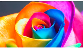 SOLVENT DYES