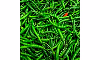 INDIAN GREEN CHILLI