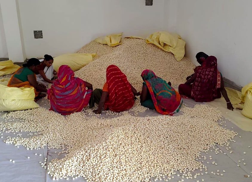 Bihar Makhana Farming