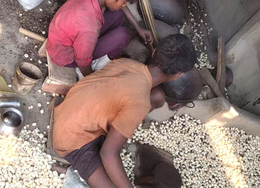 Traditional Indian Makhana Processing