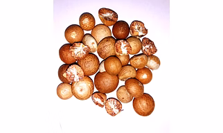 Betal Nuts ( Areca Nuts)
