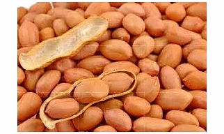 Premium Groundnuts Bold and Java with and without Shell