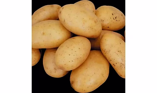 POTATO