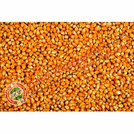 yellow maize