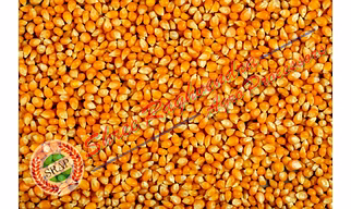 Yellow Maize