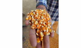 Yellow Maize