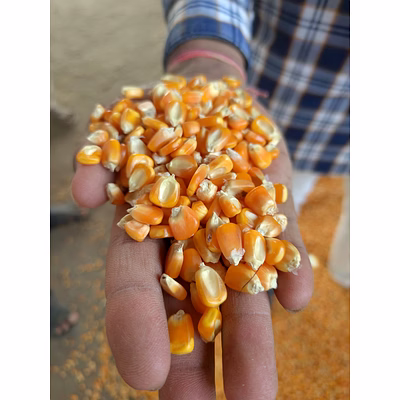 yellow maize