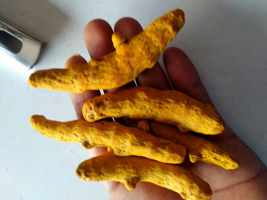 Turmeric image 3