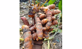 Turmeric